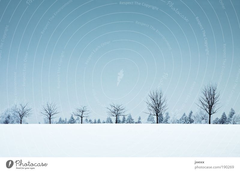 Erste Reihe Natur Landschaft Pflanze Wolkenloser Himmel Winter Eis Frost Schnee Baum Wald Hügel blau standhaft Schneelandschaft kahl Baumreihe Farbfoto