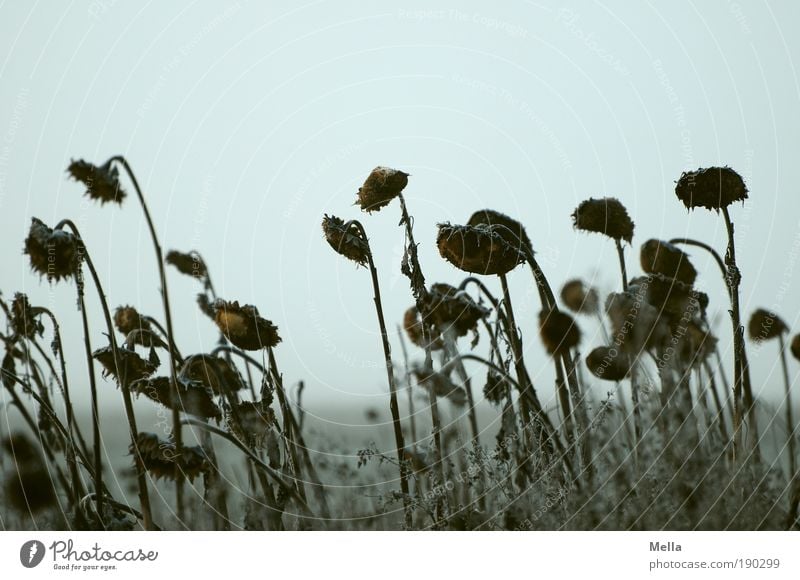 Warten Umwelt Natur Landschaft Pflanze Himmel Herbst Winter Klima Klimawandel Wetter Blume Sonnenblume Feld alt verblüht dehydrieren dunkel kalt natürlich grau