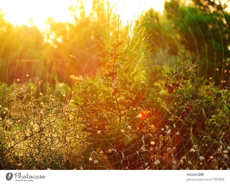 Romantico. Umwelt Natur Landschaft Pflanze ästhetisch Romantik Schönes Wetter Sommer Ferien & Urlaub & Reisen Stimmung himmlisch positiv rein orange Unschärfe