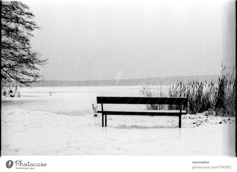 Platz am Wintergrau Ausflug Schnee wandern Kunst Natur Landschaft Wasser Klima Eis Frost Schilfrohr Pompesel Küste Seeufer Gemeinde Schwielowsee Bank atmen