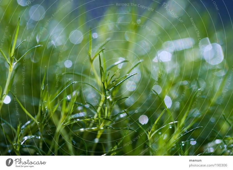 Feuchtgebiet Gartenarbeit Gärtnerei Natur Wassertropfen Frühling Sommer Pflanze Gras Moos Grünpflanze Park Wiese glänzend Freundlichkeit Fröhlichkeit frisch