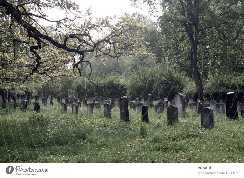 letzte Ruhe Grab ruhig Traurigkeit Tod Trauer Zeit ruhen Ewigkeit Grabmal Grabstein zeitlos Farbfoto Außenaufnahme Menschenleer Tag