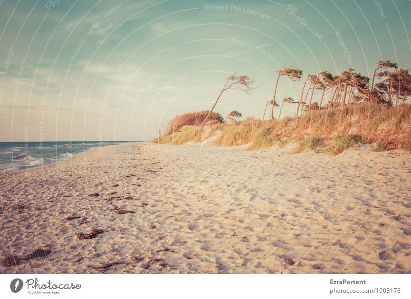 . Erholung ruhig Ferien & Urlaub & Reisen Tourismus Umwelt Natur Landschaft Himmel Wolken Sommer Klima Wetter Schönes Wetter Baum Wellen Küste Strand Ostsee