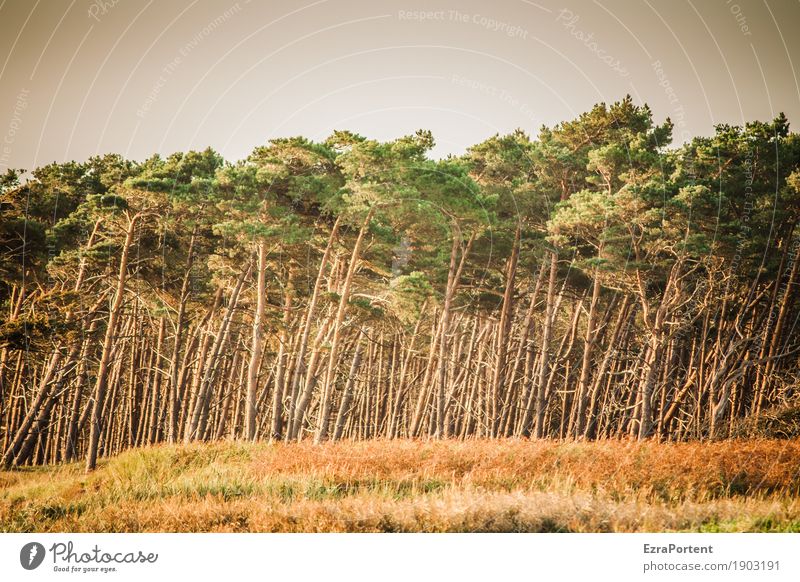 | Umwelt Natur Landschaft Klima Baum Gras Wald natürlich braun grün Kiefer mehrere Baumstamm Holz Farbfoto Außenaufnahme Menschenleer Tag