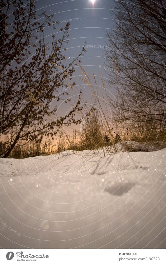 gestern Nacht -20 Grad Kunst Natur Landschaft Himmel Nachthimmel Stern Mond Winter Klima Eis Frost Schnee Gras Sträucher Garten Feld frieren glänzend leuchten