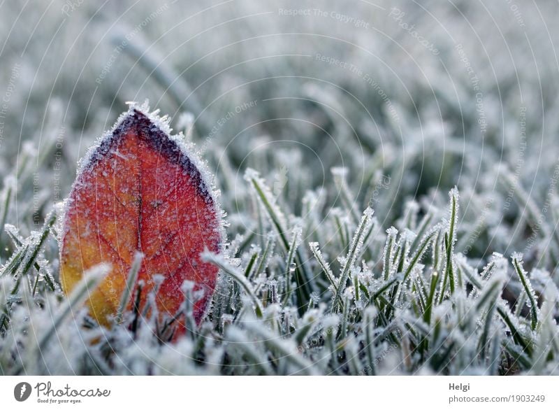 kalt in Deutschland Umwelt Natur Pflanze Winter Eis Frost Gras Blatt Garten frieren stehen dehydrieren außergewöhnlich schön einzigartig natürlich gelb grün rot