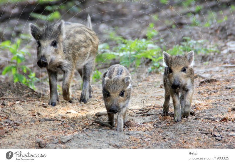 Freiheit ... genießen Umwelt Natur Pflanze Tier Frühling Schönes Wetter Wildpflanze Wald Wildtier Wildschwein Frischling 3 Bewegung laufen Blick authentisch