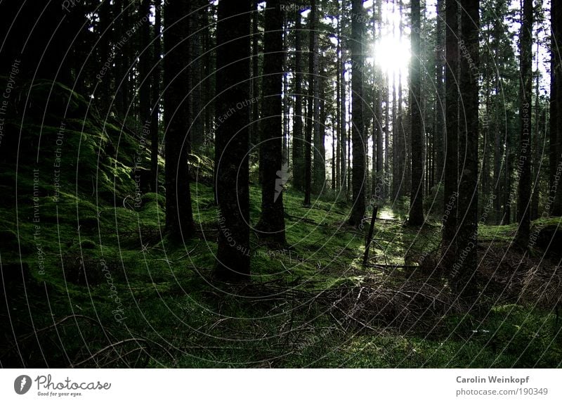 Into the woods. Umwelt Natur Landschaft Pflanze Erde Sonne Sonnenlicht Herbst Baum Sträucher Moos Wald Hügel Felsen Berge u. Gebirge ästhetisch kalt braun grün