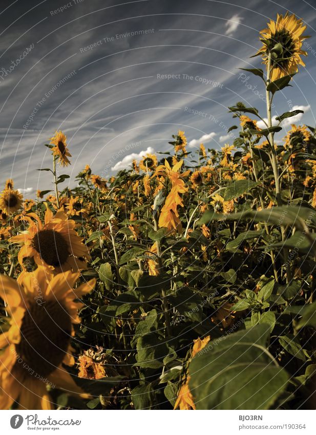 Ein Tag im Sommer Umwelt Natur Himmel Wolken Schönes Wetter Pflanze Blatt Blüte Grünpflanze Nutzpflanze Sonnenblume Blume Wiese Feld ästhetisch Duft frisch