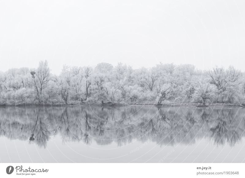 Nebelspuren Umwelt Natur Landschaft Himmel Winter Eis Frost Schnee Schneefall Baum Wald Seeufer kalt weiß Traurigkeit Trauer Idylle Religion & Glaube ruhig