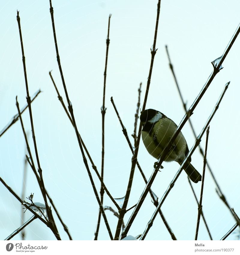 Meisenwinter 09/10 Umwelt Natur Tier Winter Pflanze Sträucher Ast Vogel Kohlmeise hocken sitzen frei kalt klein natürlich Neugier niedlich Stimmung geduldig