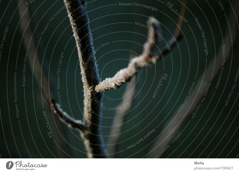 Baum-Gänsehaut Umwelt Natur Pflanze Winter Klima Klimawandel Eis Frost Ast frieren dunkel kalt natürlich ruhig Vergänglichkeit verzweigt Abzweigung Farbfoto