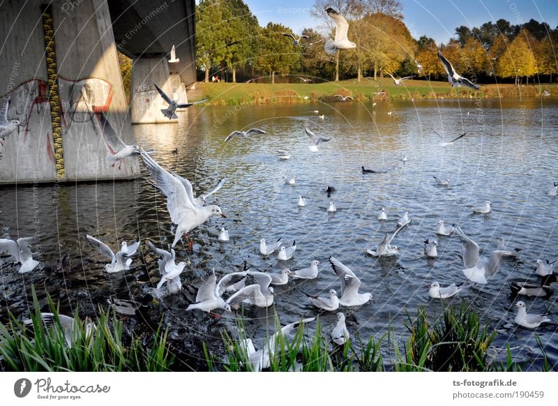 Platz da! Luftverkehr Landschaft Pflanze Tier Wasser Sommer Herbst Schönes Wetter Flussufer See Seeufer Wildtier Vogel Möwe füttern Fütterung Ente Entenvögel