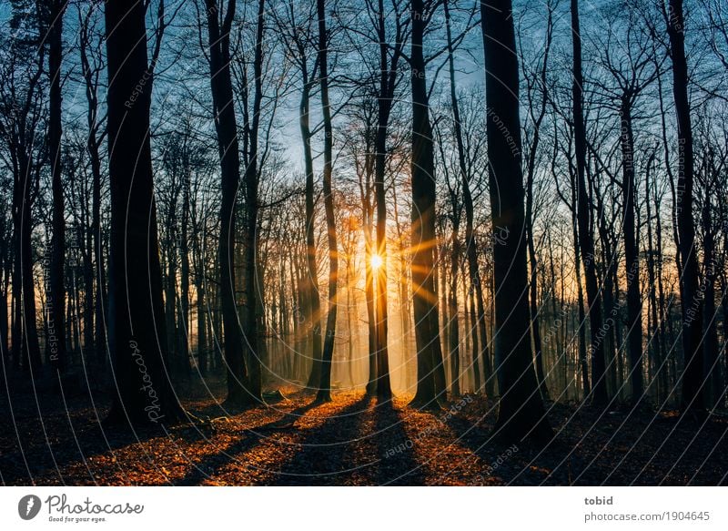 Wintersonne Pt.3 Natur Landschaft Pflanze Himmel Sonne Sonnenaufgang Sonnenuntergang Herbst Schönes Wetter Baum Wald Idylle Schatten Schattenspiel Baumstamm