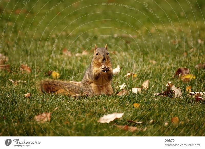 Wer stört die Mahlzeit auf der Wiese? Essen Natur Sonnenlicht Herbst Schönes Wetter Gras Blatt Herbstlaub Garten Park Boulder Colorado USA Tier Wildtier