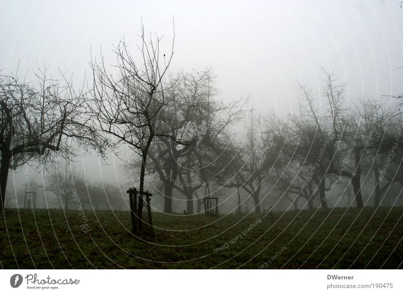 nebulös exotisch ruhig Garten Kunst Umwelt Natur Landschaft Urelemente Herbst Klima Klimawandel schlechtes Wetter Unwetter Nebel Regen Gewitter Eis Frost