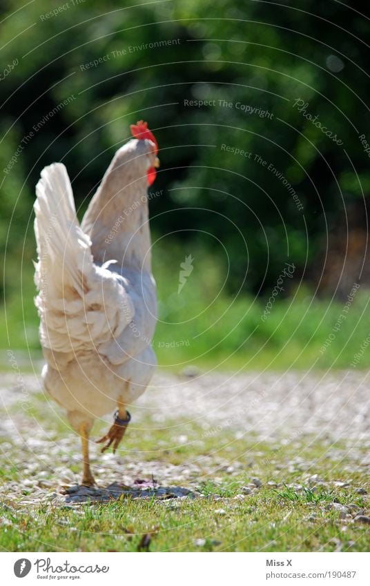 Chick Chick Chickeria Lebensmittel Ernährung Bioprodukte Ausflug Umwelt Natur Garten Park Wege & Pfade Tier Nutztier Vogel 1 füttern Stolz Hahn Feder stolzieren