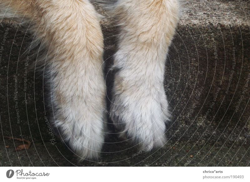 abhängen Wohlgefühl Zufriedenheit Erholung ruhig Tier Haustier Wildtier Hund Fell Pfote 1 Stein Beton Gelassenheit kalt Langeweile Pause Unlust Farbfoto