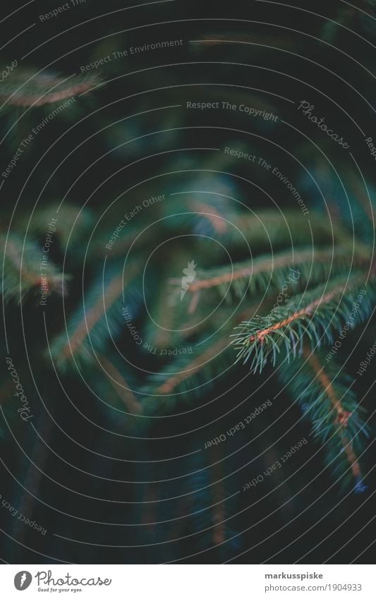 Tannennadeln sportlich Fitness harmonisch Wohlgefühl Zufriedenheit Tourismus Ausflug Abenteuer Ferne wandern Landschaft Pflanze Tier Herbst Baum Blatt Blüte