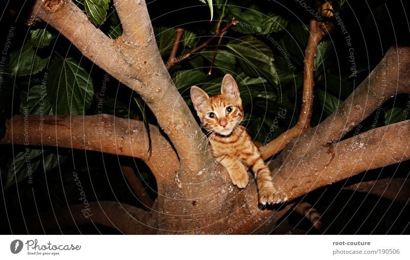 The [Cat]alyst Natur Tier Haustier Katze Fell Krallen Pfote hängen toben schön Freude Coolness abchillen Erholung Baumschule Katzenbaum Farbfoto Außenaufnahme