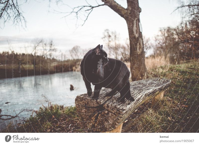 Prachtkerl Zufriedenheit Erholung ruhig Freiheit Natur Herbst Seeufer Teich Tier Haustier Katze Fell 1 Holzbank Blick stehen warten authentisch Coolness schwarz