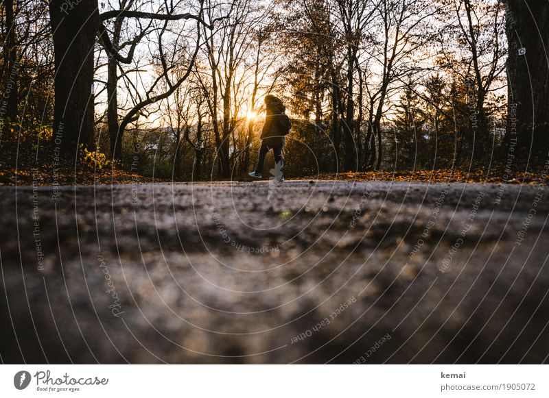 Spaziergang in der Abendsonne. Lifestyle Leben harmonisch Wohlgefühl Zufriedenheit Erholung ruhig Freizeit & Hobby Ausflug Mensch 1 Umwelt Sonne Herbst