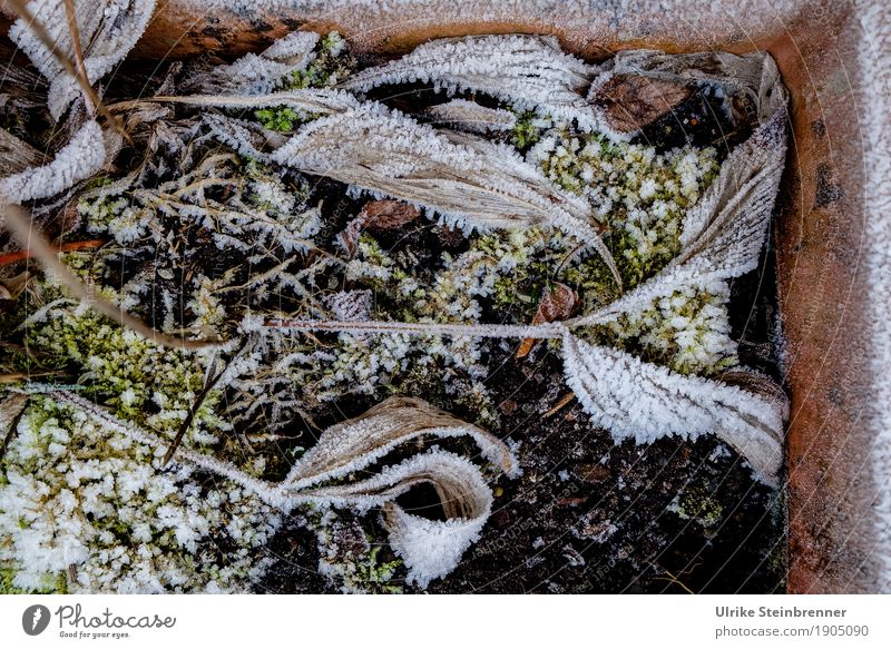 Raureif 7 Umwelt Natur Pflanze Winter Blatt Topfpflanze Garten frieren liegen dehydrieren kalt natürlich trocken Senior Verfall Vergänglichkeit