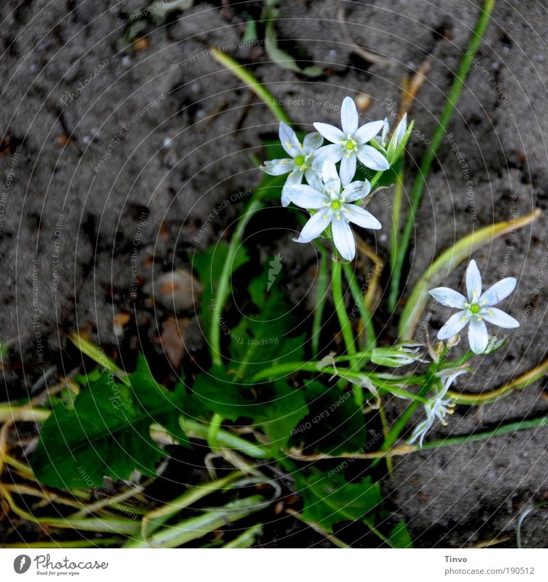 es wird schon... Natur Pflanze Erde Blume Blüte Grünpflanze Wildpflanze dunkel nass grün weiß Löwenzahn Frühling Frühlingsblume Wachstum Blühend Stern (Symbol)