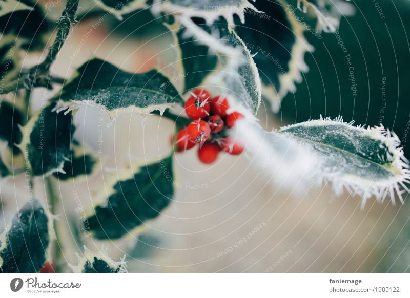 vereister Ilex Natur Schönes Wetter Eis Frost Schnee Schneefall ästhetisch kalt schön Ilexblatt Beeren Beerensträucher Eiskristall Blatt rot Mitte grün Zacken