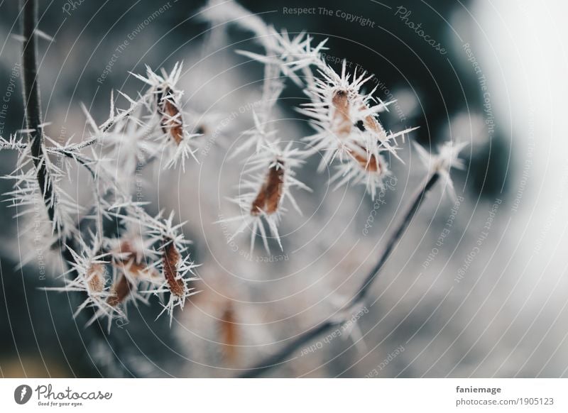 softe Zacken Umwelt Natur Wetter schlechtes Wetter Nebel Eis Frost Schnee Schneefall ästhetisch schön Kristalle Eiskristall Blatt weiß dunkelgrün gefährlich