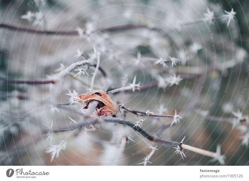 vereistes Blatt Natur Eis Frost Schnee Schneefall Garten Park ästhetisch kalt schön Zweige u. Äste Winter Raureif Eiskristall weiß Zacken Spitze orange braun