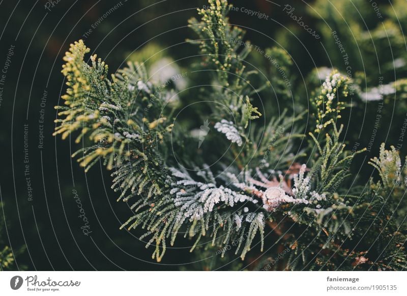 vereister Zweig Natur Eis Frost kalt Zweige u. Äste Nadelbaum Raureif Winter Wintertag Weihnachten & Advent dunkelgrün braun hellgrün Schnee schwarz fein Garten