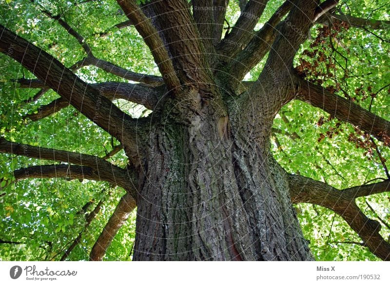 Baum der Liebe harmonisch Wohlgefühl Zufriedenheit Erholung ruhig Ausflug Umwelt Natur Sommer Schönes Wetter Park Wald alt gigantisch groß positiv grün Kraft