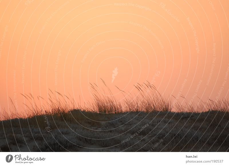 Roter Himmel Erholung ruhig Sommerurlaub Pflanze Tier Erde Horizont Wind rot schwarz Boden Halm Schilfrohr Stranddüne Düne Farbfoto Außenaufnahme Menschenleer