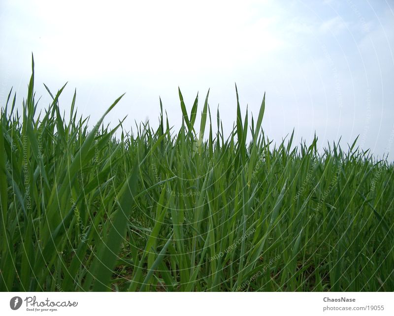 auf´n Wiesn Wiese Gras Halm Urwald