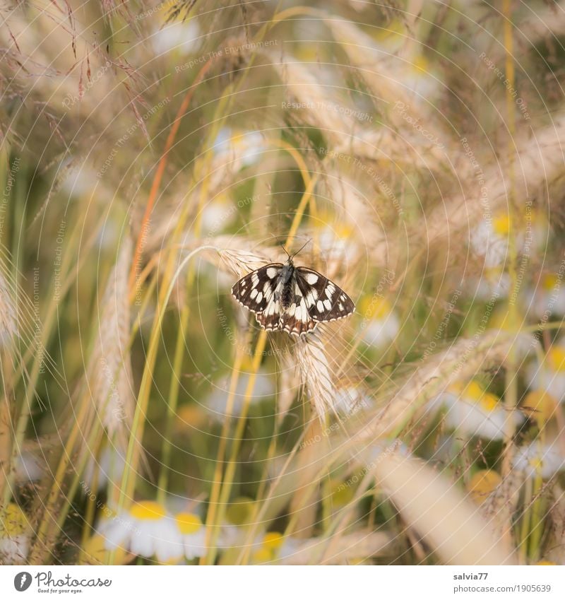 Ein Bett im Kornfeld Umwelt Natur Pflanze Tier Sommer Schönes Wetter Blume Nutzpflanze Wildpflanze Getreidefeld Roggenähren Feld Schmetterling Flügel Insekt