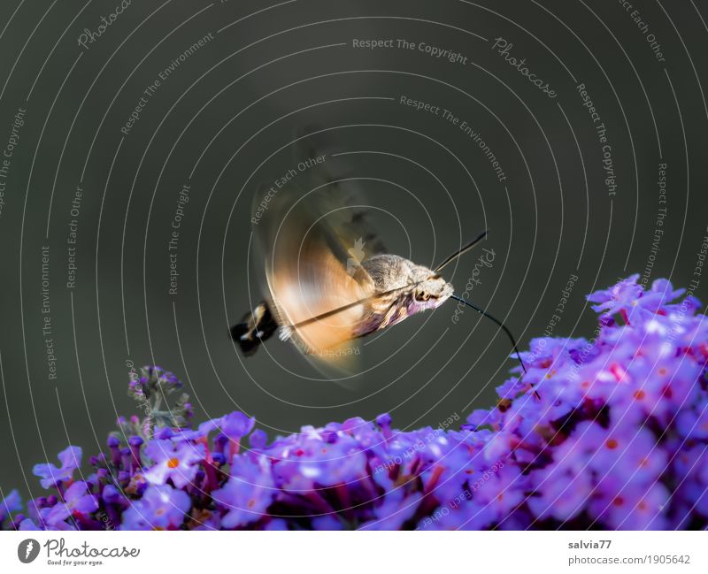 flinker Flitzer Natur Pflanze Tier Sommer Blume Blüte Sommerflieder Garten Wildtier Schmetterling Insekt Schwärmer Taubenschwänzchen Motte rennen Duft fliegen