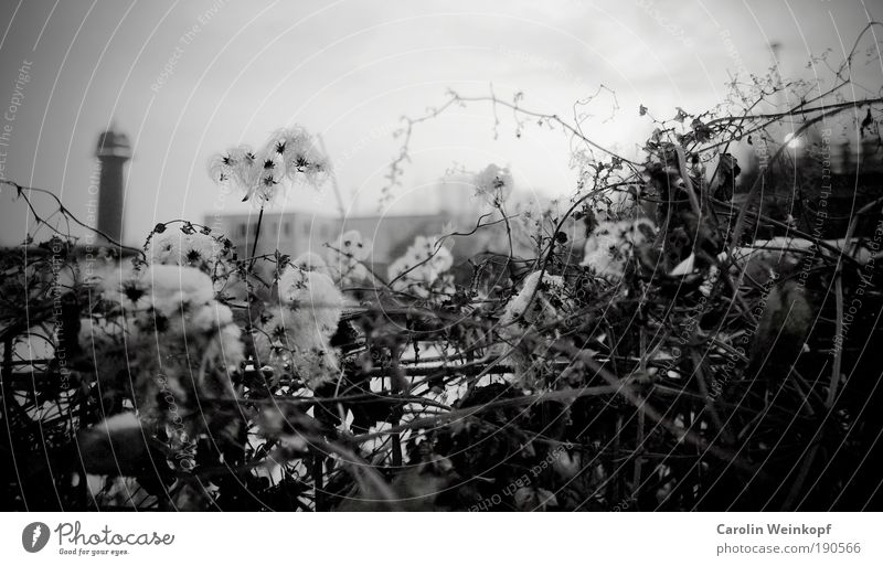 Ostkreuz. Himmel Eis Frost Schnee Pflanze Blatt Blüte Wildpflanze Sträucher Stadtrand Menschenleer Haus Hochhaus Bahnhof Bauwerk Gebäude Turm alt ästhetisch