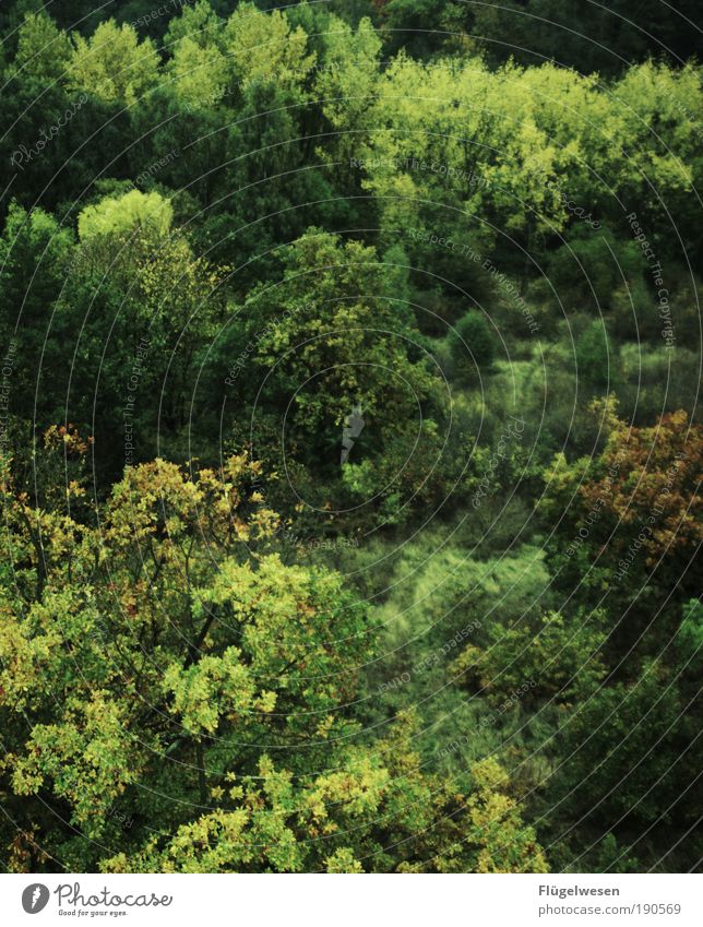 Ja ja so grün grün grün... Umwelt Natur Landschaft Sommer Klima Klimawandel Baum Sträucher Park Wald Urwald Arbeit & Erwerbstätigkeit Erholung authentisch