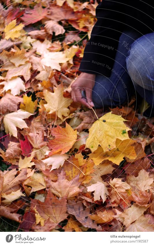 . Ausflug Frau Erwachsene Hand 1 Mensch Umwelt Natur Blatt kalt trist mehrfarbig gelb Gelassenheit ruhig Interesse Hoffnung Erwartung Farbe Vergänglichkeit