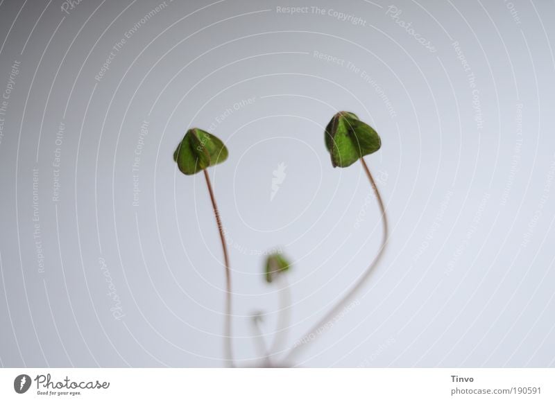 wenn das Glück schläft Natur Blatt Grünpflanze schlafen warten grün Glücksklee Klee Glücksbringer Traurigkeit herunterhängend schlaff Müdigkeit zart herzförmig