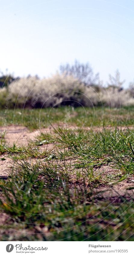 Tim(s) Wiese Lifestyle Freizeit & Hobby Sportler Torwart Himmel Pflanze Gras Sträucher Moos Park berühren krabbeln frisch Schutz Geborgenheit Gelassenheit