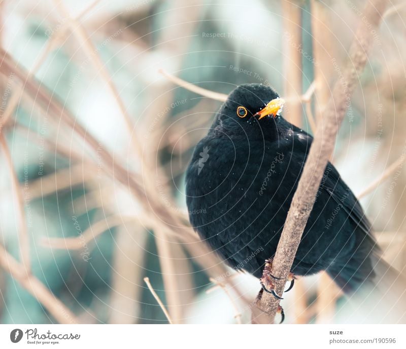 Amselmann Umwelt Natur Pflanze Tier Winter Sträucher Wildtier Vogel 1 sitzen warten authentisch kalt klein niedlich wild schwarz Singvögel Zweig Schnabel