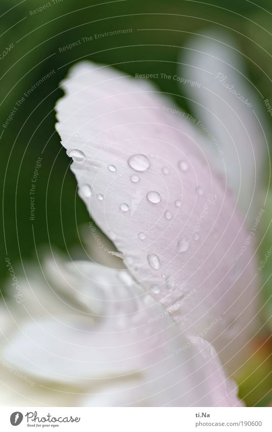 Vorfreude Duft Umwelt Natur Landschaft Urelemente Wasser Wassertropfen Klima Wetter Regen Pflanze Blatt Blüte Pfingstrose Pfingsten Park Blühend Wachstum frisch