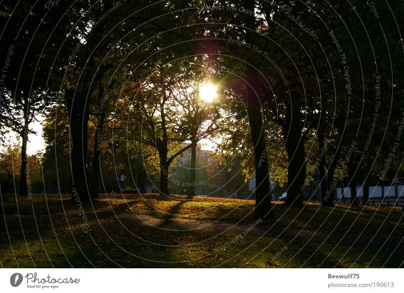 Ruhiger Nachmittag Umwelt Natur Pflanze Sommer Schönes Wetter Baum Sträucher Park Stimmung schön ruhig ästhetisch geheimnisvoll Gelassenheit Farbfoto