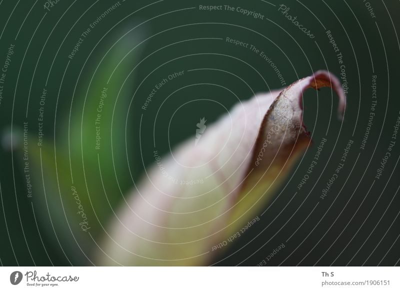 Blatt Natur Pflanze Herbst Winter Blühend verblüht ästhetisch authentisch einfach elegant natürlich braun grau grün Gelassenheit geduldig ruhig einzigartig