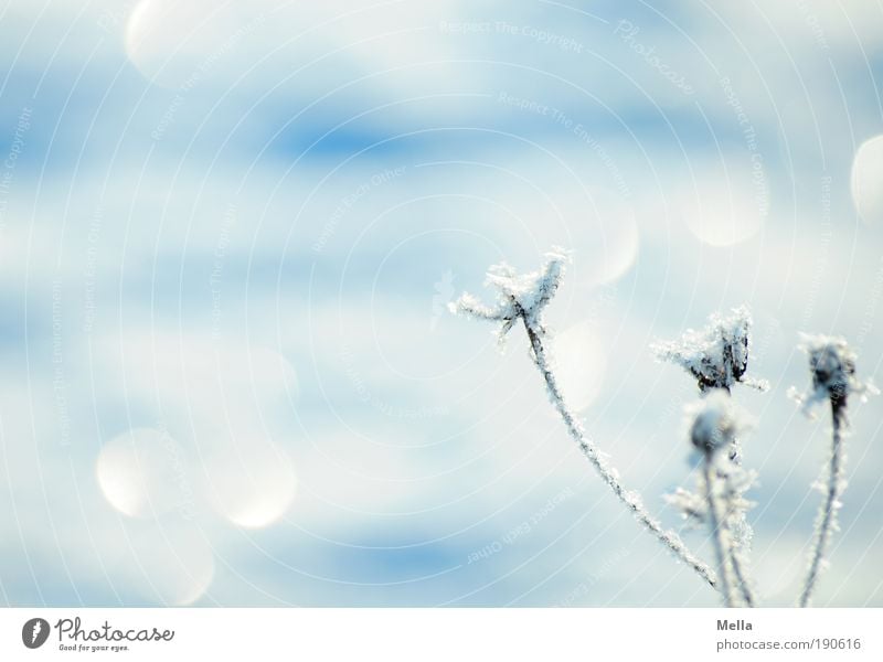 Noch mehr Winter Umwelt Natur Pflanze Klima Klimawandel Wetter Eis Frost Blume Gras frieren glänzend kalt natürlich weiß rein ruhig Raureif Farbfoto