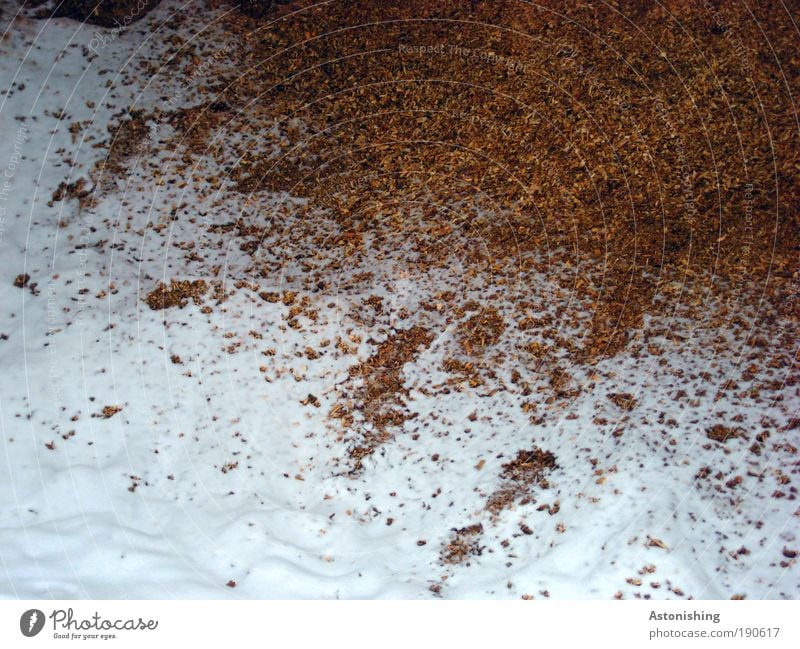 Schneefallgrenze Umwelt Natur Winter Klima Wetter Eis Frost Hütte Gebäude Holz kalt braun weiß Spuren Farbfoto Außenaufnahme Menschenleer Tag Licht Schatten