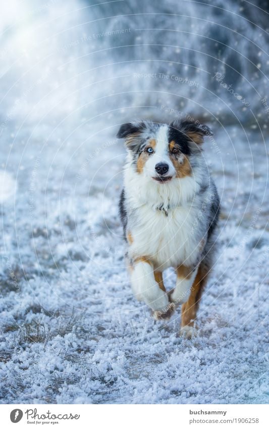 Australian Shepherd Natur Winter Wetter Eis Frost Schnee Gras Wiese Tier Haustier Hund 1 laufen rennen Geschwindigkeit blau braun schwarz weiß Leidenschaft