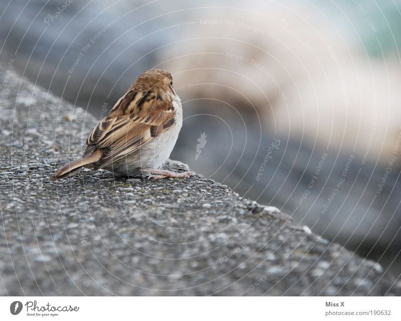 Spatz Mauer Wand Tier Vogel 1 Tierjunges kuschlig klein Einsamkeit Farbfoto Gedeckte Farben Außenaufnahme Nahaufnahme Detailaufnahme Menschenleer